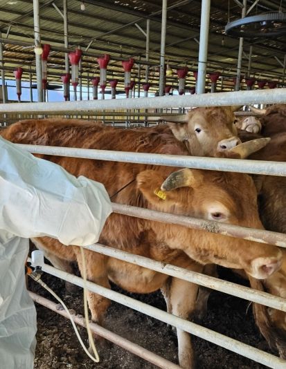 구제역백신 일제접종