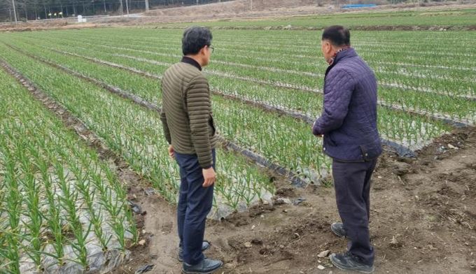강진군 관계자가 강진관내 마늘농장을 방문했다.