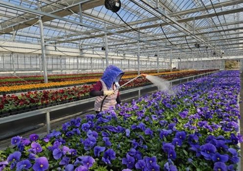 인천시 계양공원사업소, 직접 키운 봄꽃 35만 8천 본 공급