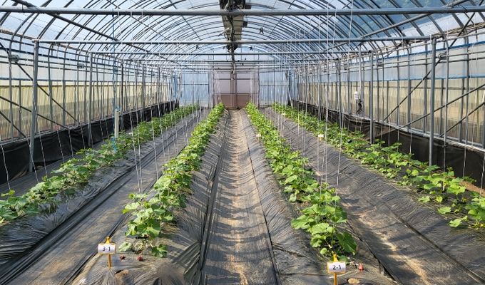 봄재배 멜론 정식 후 초기 생육 관리 중요