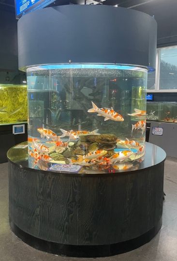 충북아쿠아리움, 우수 형질 비단잉어 ‘대정삼색’ 특별 전시