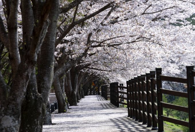 고흥군, 여행가는 달 ‘우주철도 999’ 특별운영.