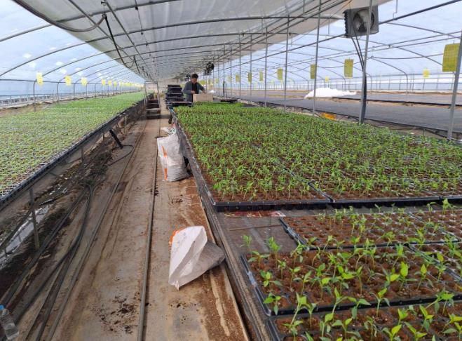 서천군, 고추 육묘농가에 칼라병 매개 총채벌레 방제 당부