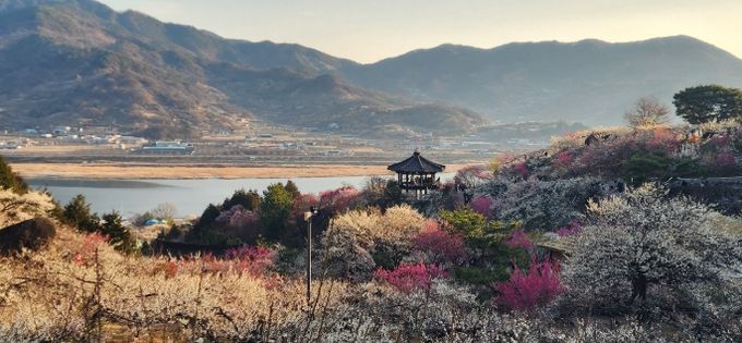 제25회 광양매화축제, 매화 만개 속 방문객 발길
