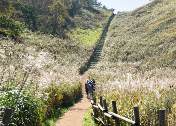 정선군, 2026년 민둥산 억새 생육환경 개선사업 본격 추진 ‘생태 보존과 관광 활성화 총력’