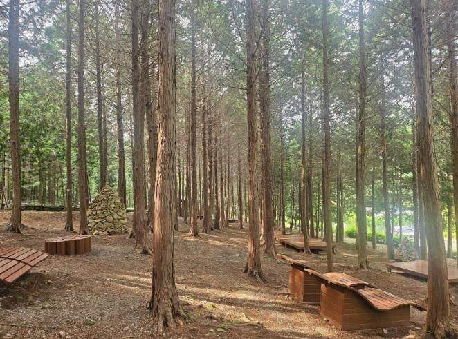 ‘지붕 없는 미술관’ 고흥으로 떠나는 봄맞이 3색 트레킹 - 팔영산 편백치유의 숲