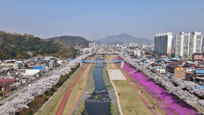 정읍시, 4월 3일 ‘2026 벚꽃축제’ 개막