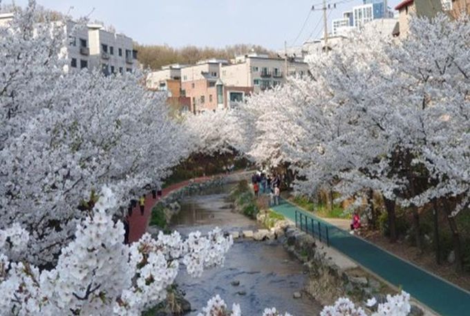 송파구 성내천길(벚꽃)