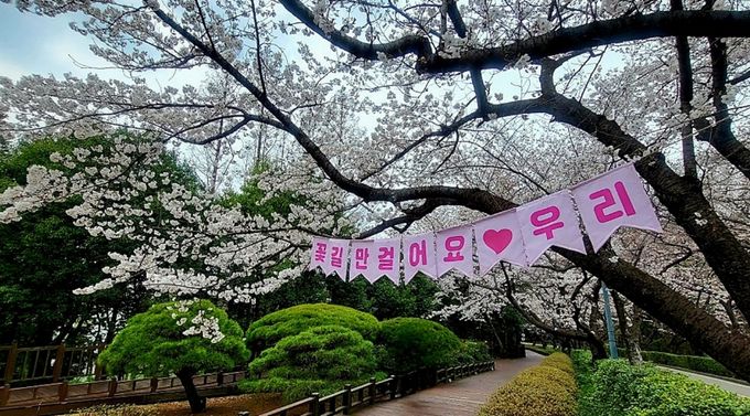 광양시, 매화 이어 벚꽃·동백…봄꽃 릴레이 시작(금호동 벚꽃)