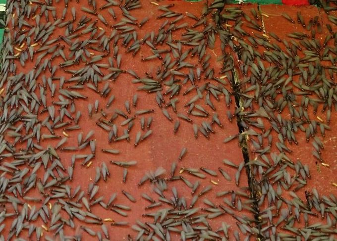 날개 달린 일본흰개미