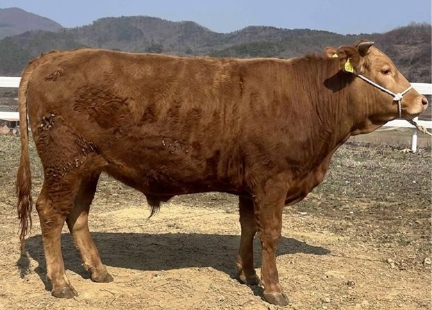 전북자치도 축산연구소, 한우 씨수소 4년 연속 배출