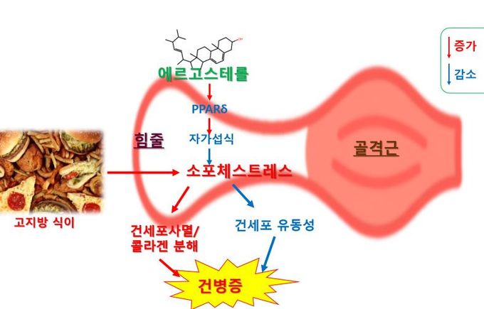 에르고스테롤의 건병증 억제 효과