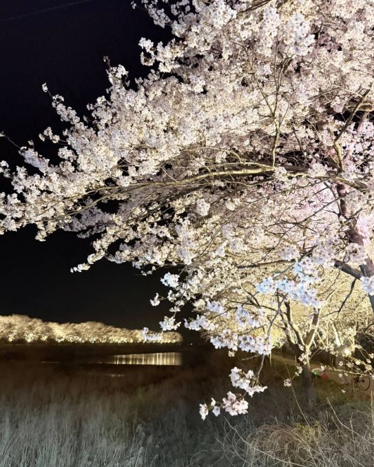 장흥 용산면 남상천 벚꽃문화제