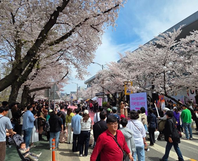 2026 안동 벚꽃축제, 체류형 관광 성과 확인
