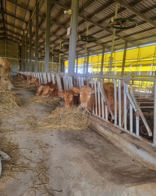 축산농가 사료구매 융자금 1천200억 지원