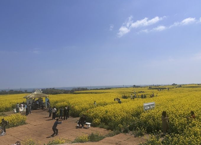 포항시 호미반도 경관단지에서 열린 ‘2026 호미반도 유채꽃 축제’가 전국 각지에서 약 15만 명의 방문객을 끌어모으며 성황리에 마무리됐다.