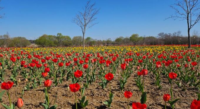 '튤립 향연'…익산 용안생태습지, 봄으로 물든다