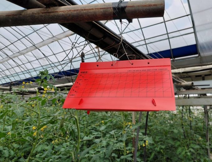 성페로몬 트랩 설치 모습