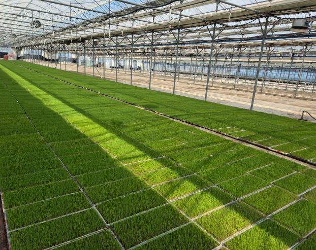 고성군 벼 안전육묘관리