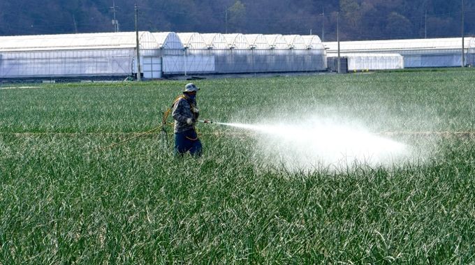 양파 노균병 확산 우려