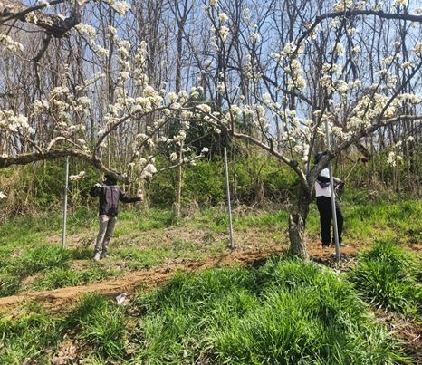 영농철 맞아‘배 인공수분’ 일손돕기