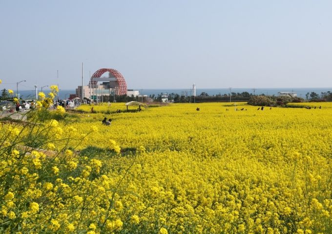 유채꽃이 만발한 호미곶 경관단지 전경.