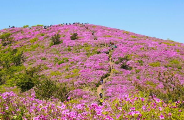 보성군, 5월 2일 ~ 4일 제22회 일림산 철쭉문화행사 개최_전국 최대 규모 철쭉 군락이 장관을 이룰 예정이다